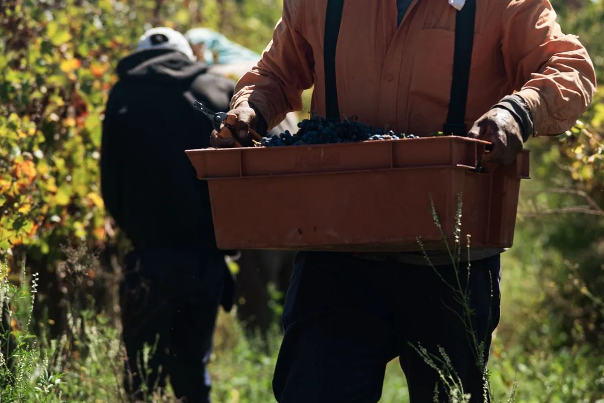 Mani segnano appunti su un quaderno tra le viti durante la vendemmia